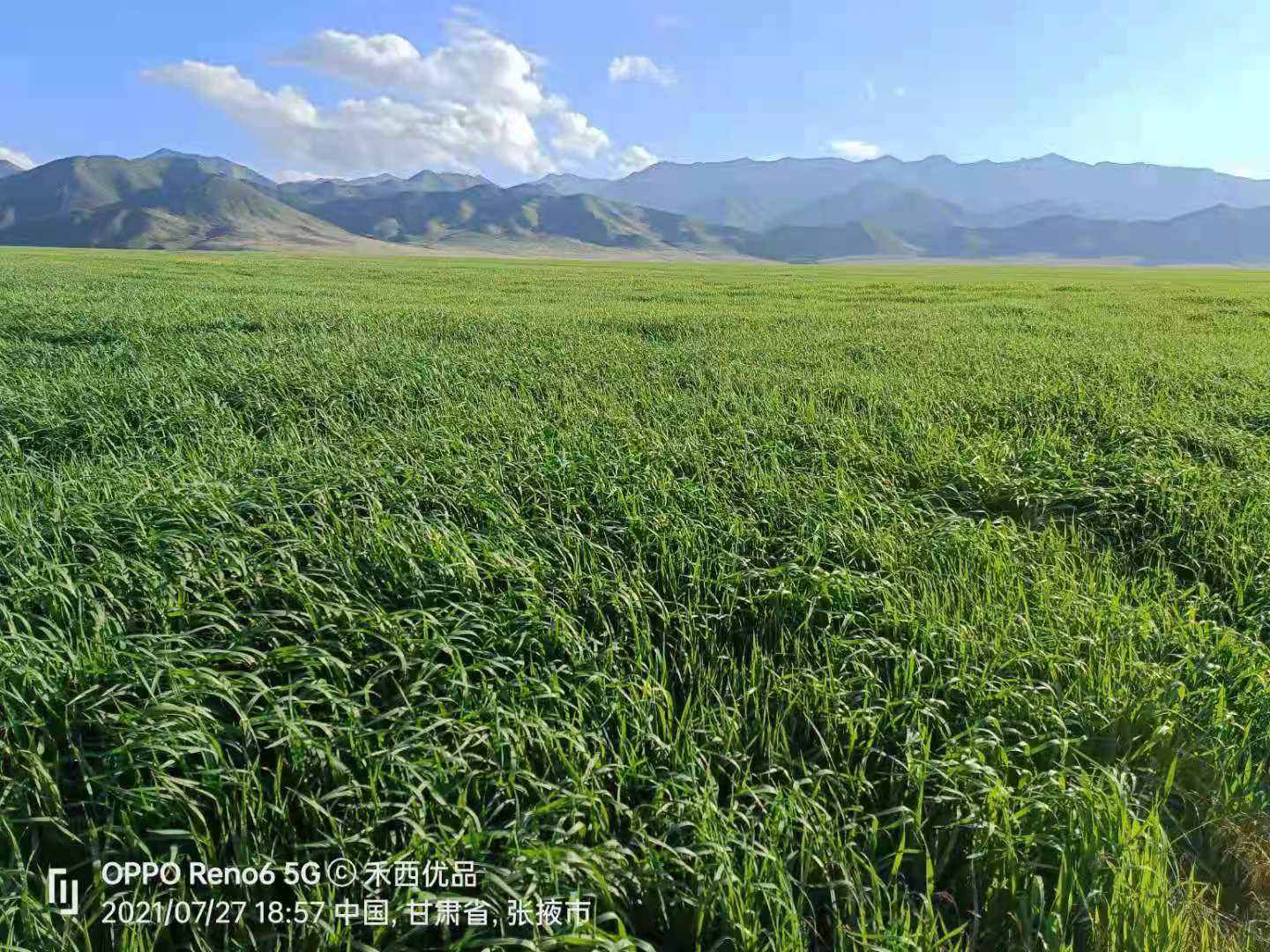 基地布局:优质牧草中国"草都"阿鲁科尔沁旗为核心,内蒙呼市,通辽