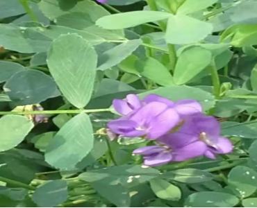苜蓿草的喂养与种植 燕麦草 国产燕麦草 甘肃燕麦草 军马场燕麦草 奶牛牧草 甘肃张掖山丹县禾西优品网络有限公司