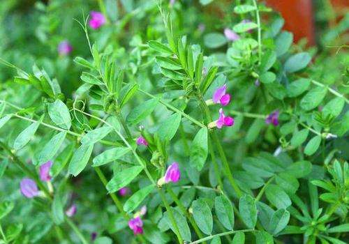 苜蓿草可以当兔兔主粮吗 燕麦草 国产燕麦草 甘肃燕麦草 军马场燕麦草 奶牛牧草 甘肃张掖山丹县禾西优品网络有限公司