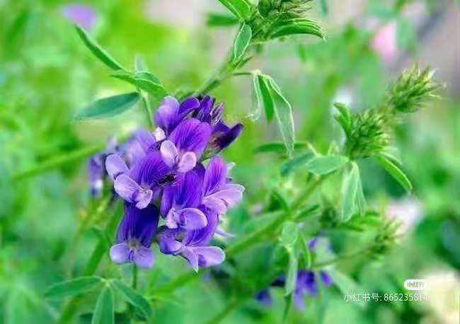 紫花苜蓿干草价格及指标 燕麦草 国产燕麦草 甘肃燕麦草 军马场燕麦草 奶牛牧草 甘肃张掖山丹县禾西优品网络有限公司