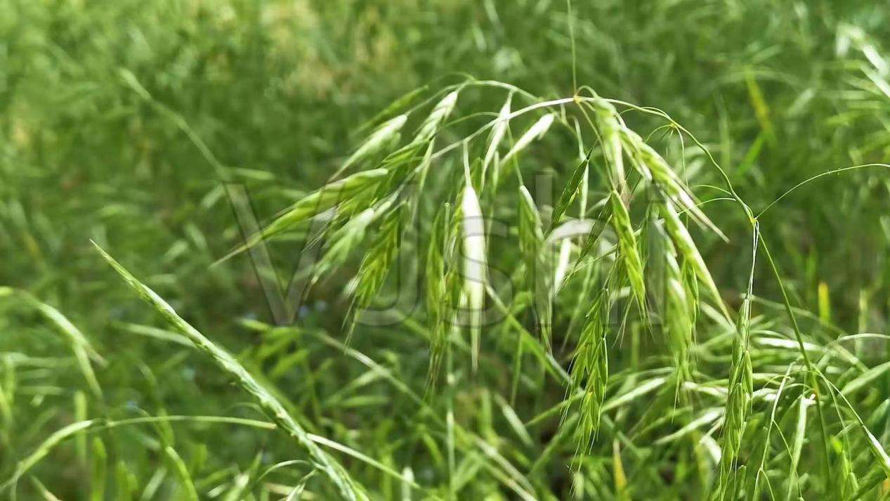 燕麦倒伏研究进展 燕麦草 国产燕麦草 甘肃燕麦草 军马场燕麦草 奶牛牧草 甘肃张掖山丹县禾西优品网络有限公司